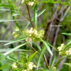 Dodonaea viscosa Bois d'arnette Sapindaceae Indigène La Réunion 880.jpeg